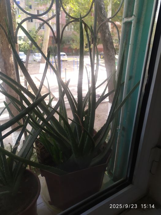 Алое лечебное продается