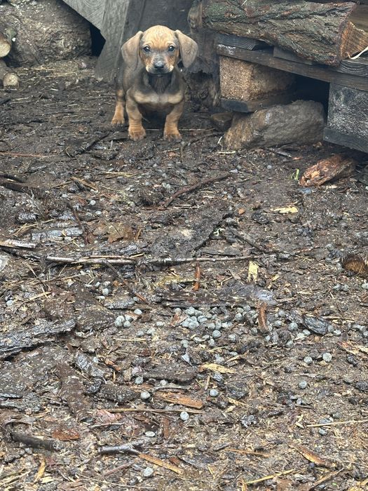 Подарявам кученца