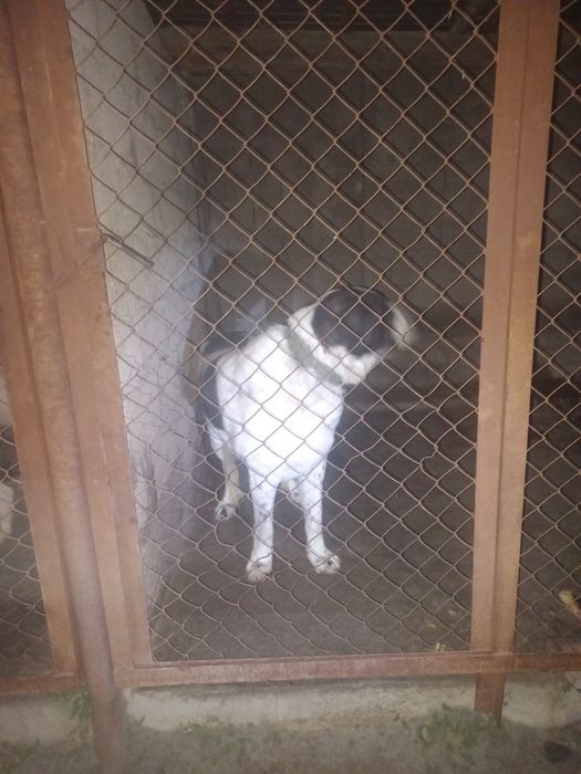 Собака Алабай 2 год