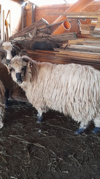 Vând 2 berbecuți noatini