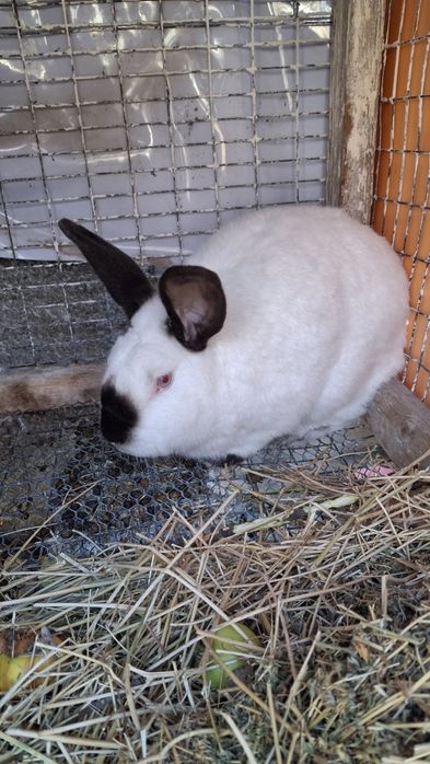 Кролики на продажу
