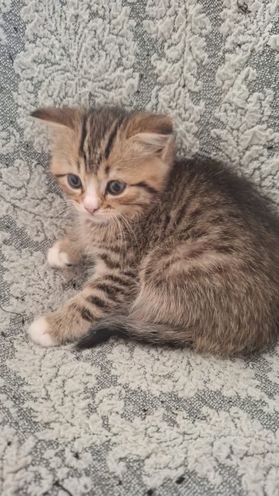 Скоттиш страйт девочка