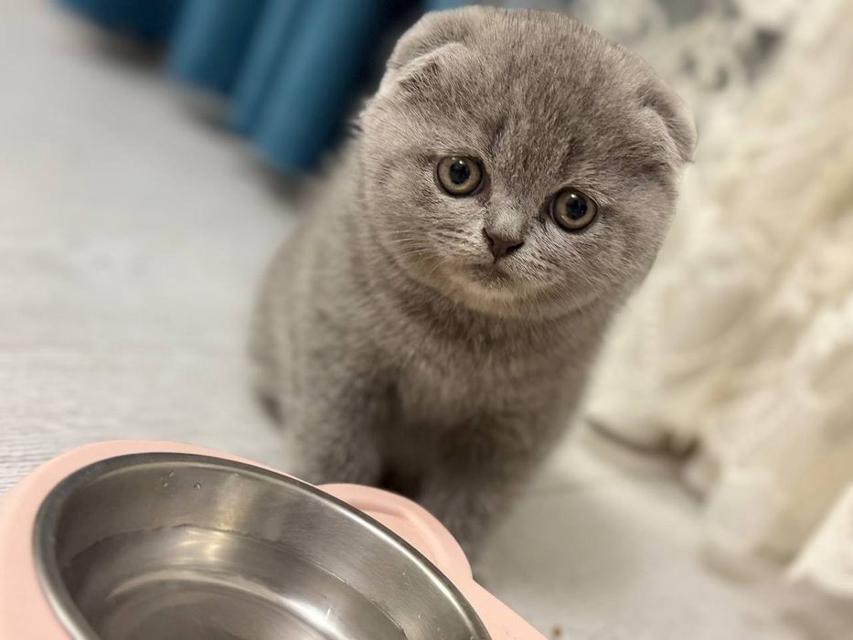 Чистокровные котята скотиш фолд