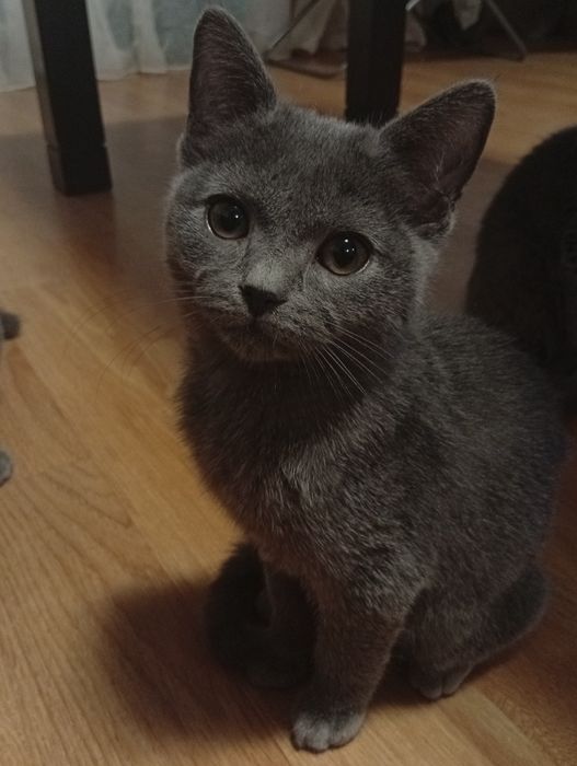 Pisoi British Shorthair