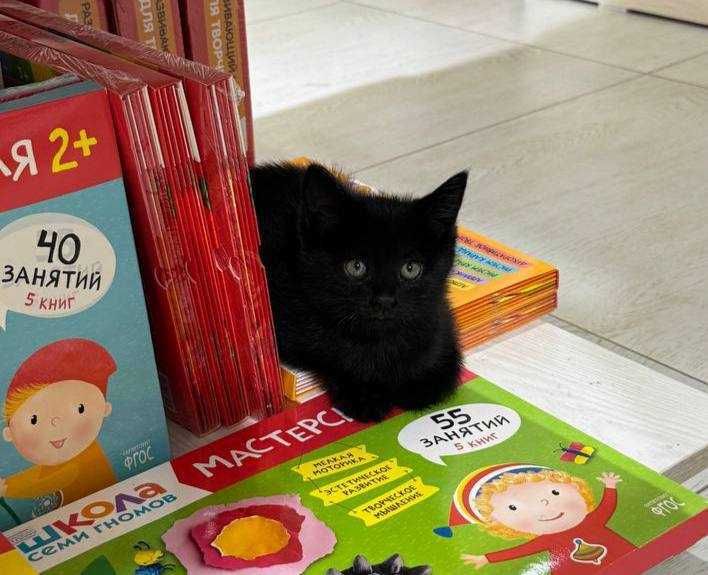Котёнок Блэки ищет семью!