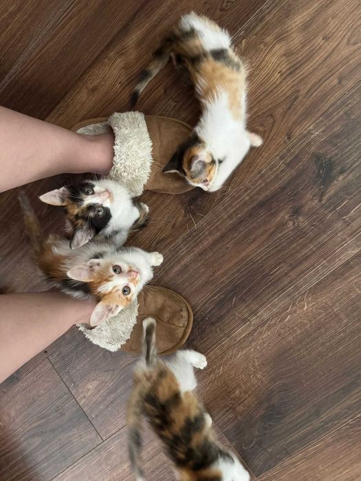 Pisicute adoptie