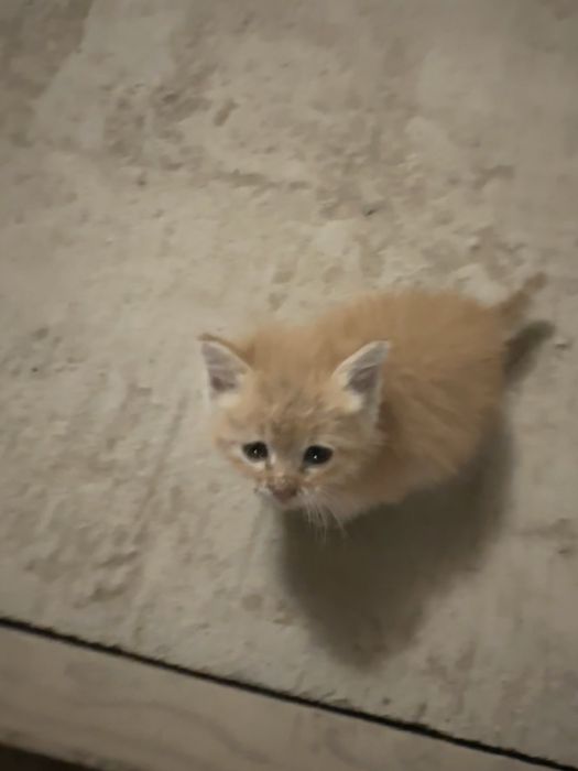 Котята бесплатно