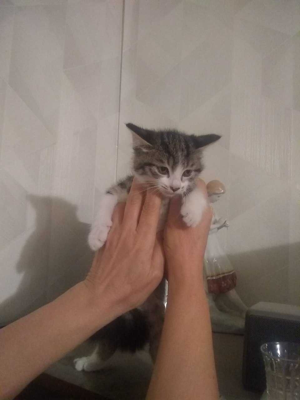 Отдам даром котят в хорошие руки
