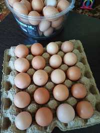 Продаются свежие куриные яйца