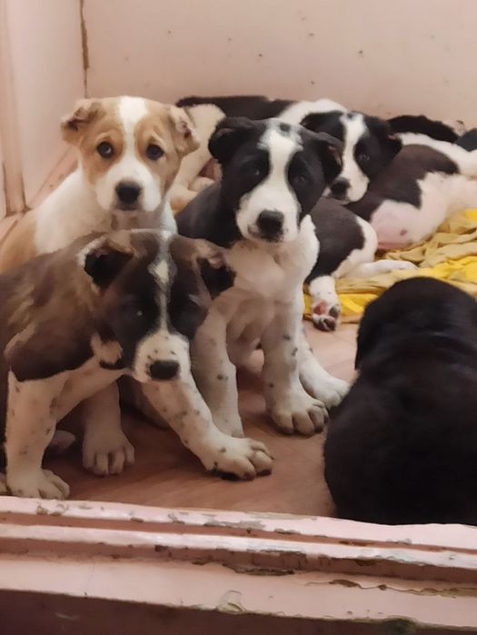 Шеночки алабаев чистокровные