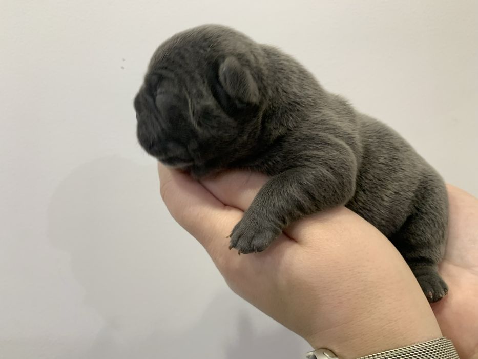 Френски Булдог French Bulldog Blue