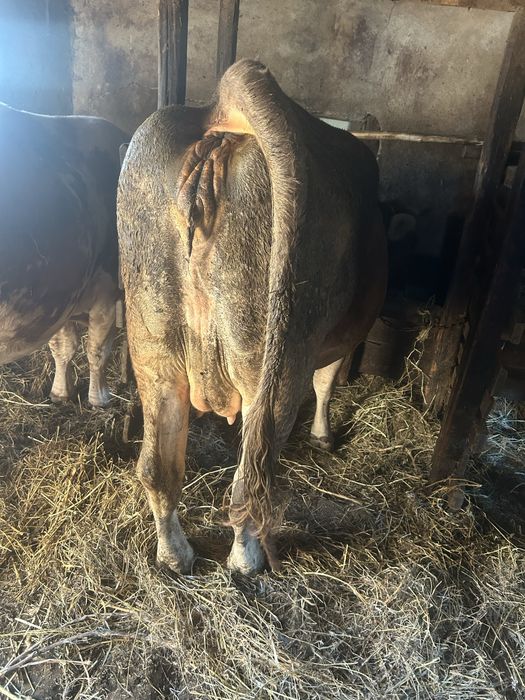 Vand juninca bruna de 9 gestanta