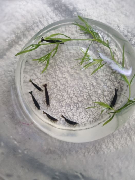 Creveti acvariu neocaridina