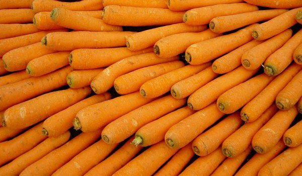 Pastarnac patrunjel morcov ceapa telina