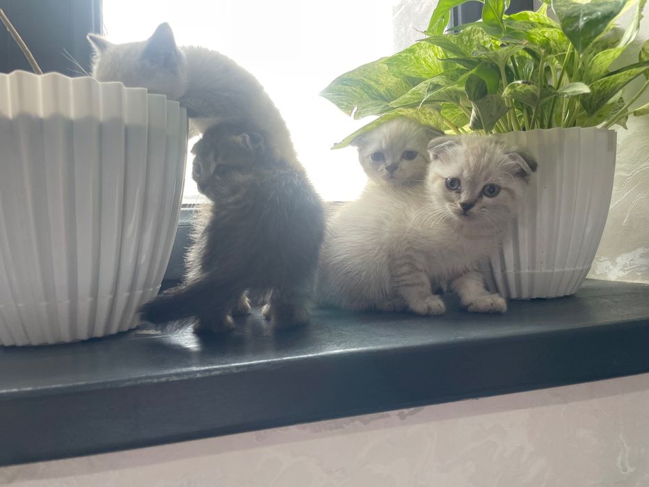 koshka vislouxo porodistiy страйт