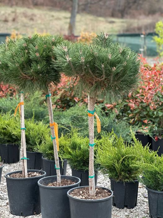 Plante Mature pentru un Impact Vizual Imediat