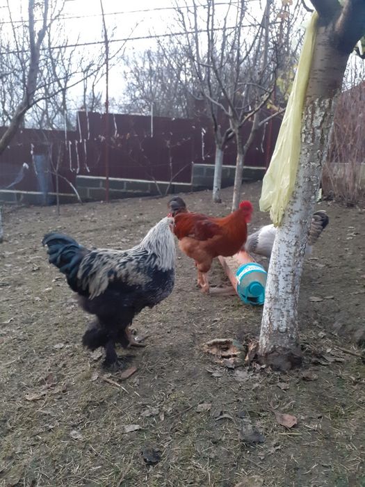 Vind cocosi  de rasa