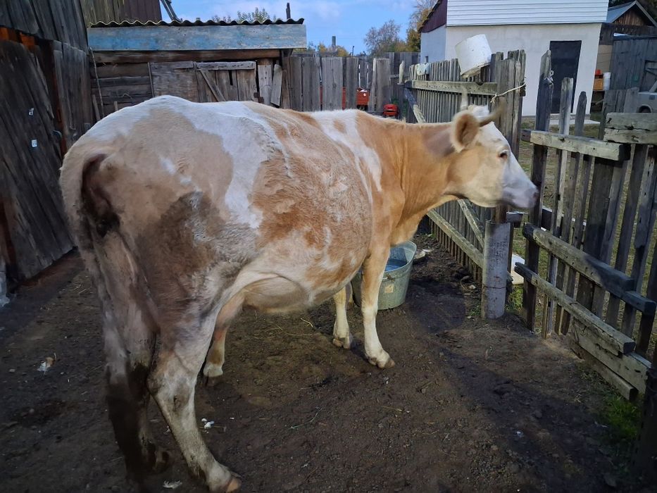 Корова стельная срочно