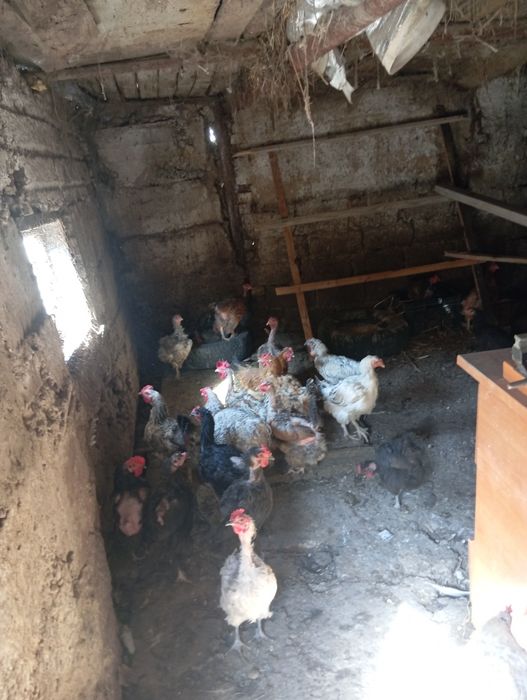 Продам курей домашних