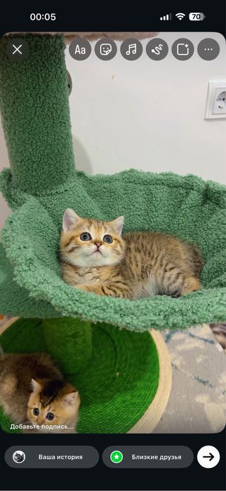 Мушук зотли котята