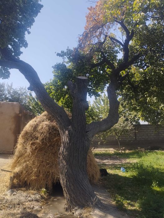 O'tinlar sotiladi