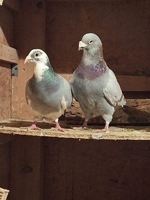 Vand 10 perechi de porumbei posta de ornament