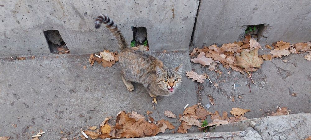 Помогите найти дом двум чудесным котятам