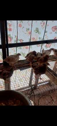 Продам цыплят ломан браун 1,5 месяца