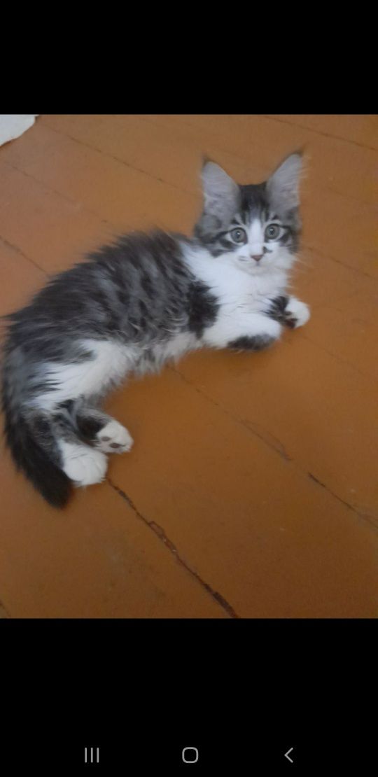 Котята в добрые руки.3 месяца.