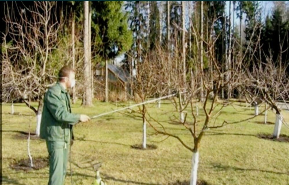 Обрезка плодовых деревьев