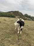 Vaca de vânzare