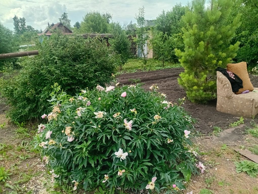Продам дачу снт ромашка