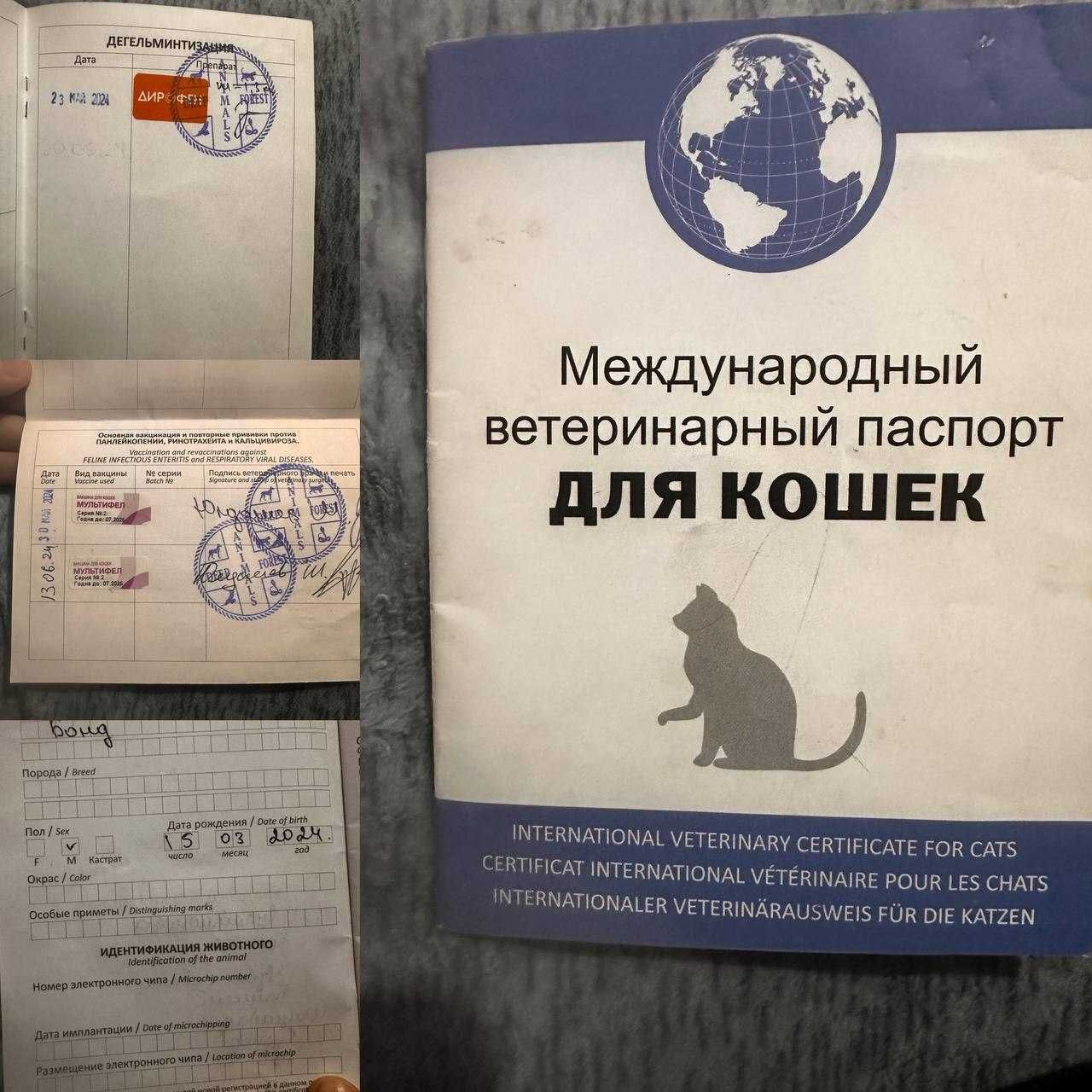 Вязка кота. Не продается/ Juftlashish uchun mushuk. Sotilmaydi