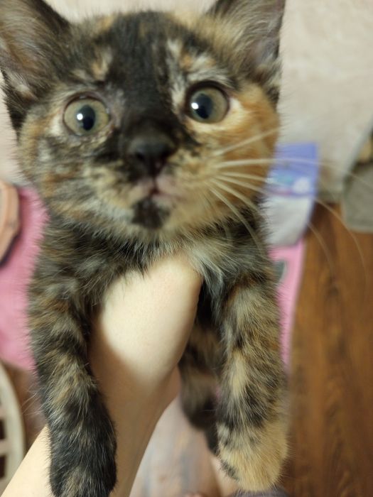 Котята, мальчик и девочка