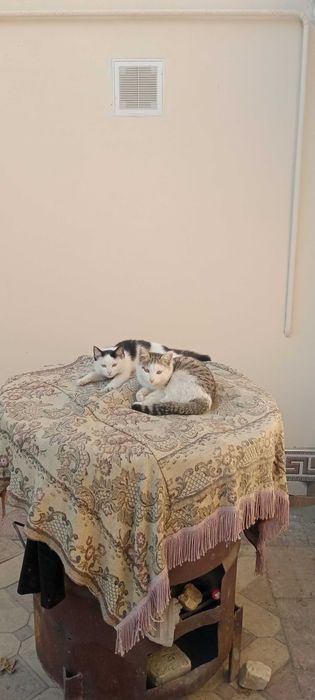 Мушуклар. Котята 4-мес.