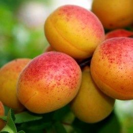 Pomi Fructiferi stravechi din glia stamoseasca soiuri de Cais