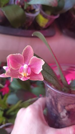 Орхидеи фабрика ароматные