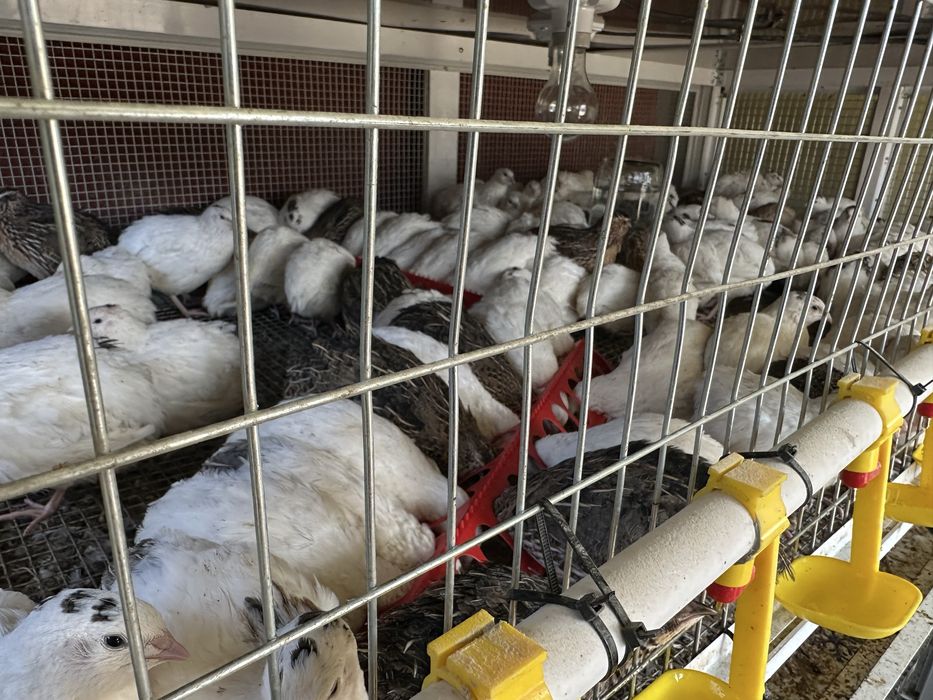 Beliy Gigant Bedanalar Sotiladi 50kunli