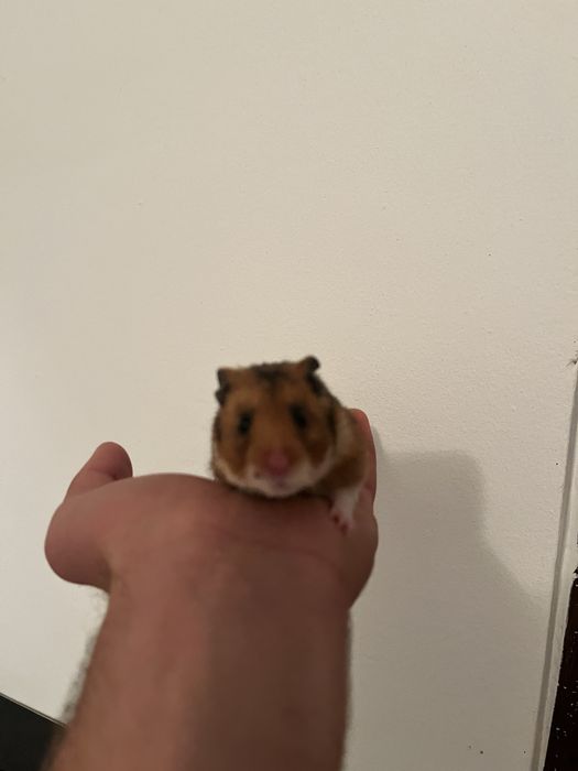 Dispobibil hamsteri mari si mici