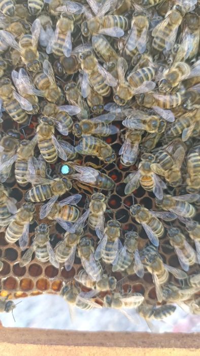 Vând mătci carpatine an 2025 albine