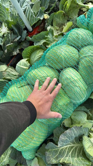 Varza plata pentru salate sau murat