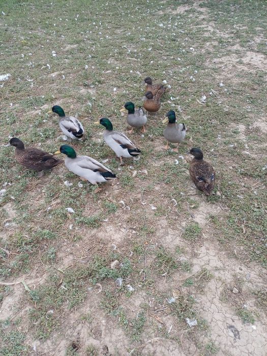 Rate și rățoi, talie mica, pitice