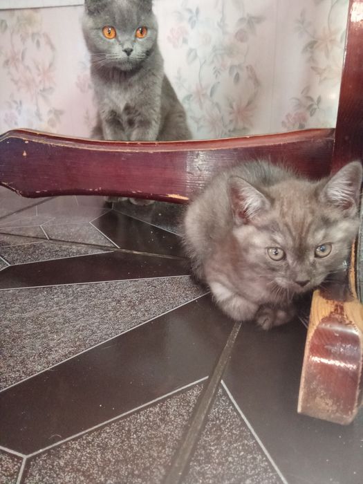 Кошки породы страйт и фолд ,фолд девочка,страйт мальчик ,