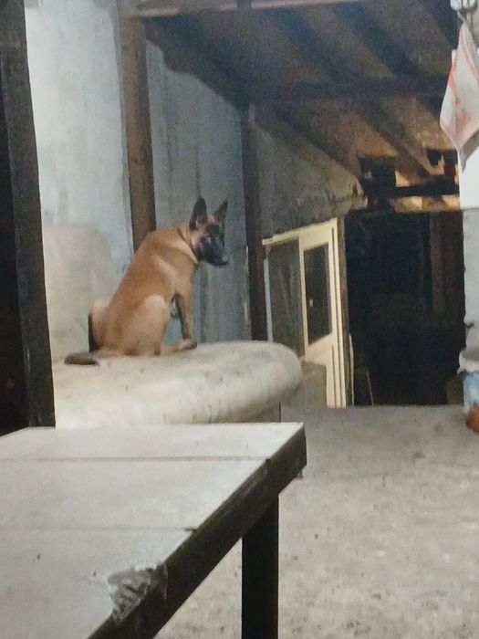 Белгийска Овчарка Женска малиноа