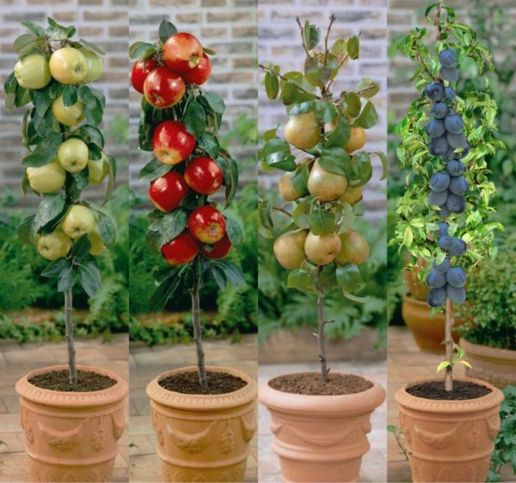 Pomi fructiferi columnari