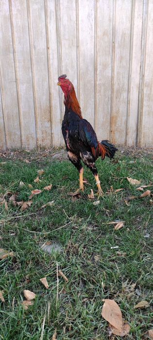 Бойцовый дакан    .