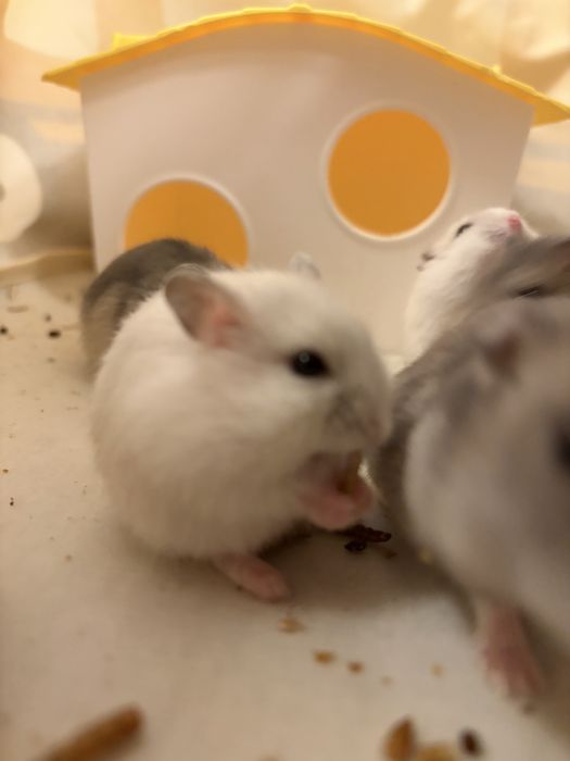 Donez hamsteri pitici siberian