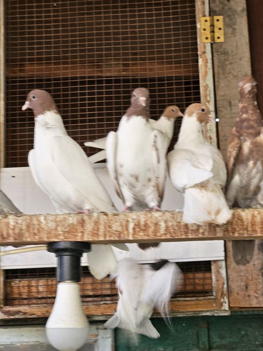 Продам голубей красноголовые