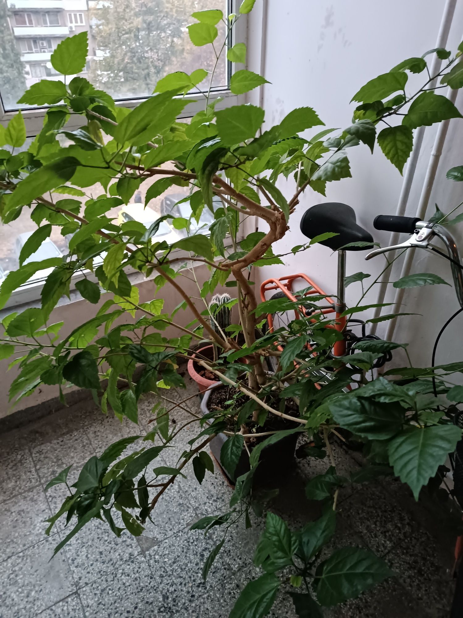 Стайни и градински растения