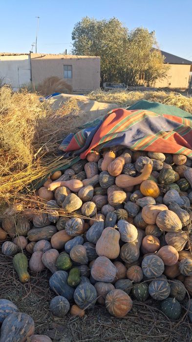 Qovoq osh qovoq yapon qovoq